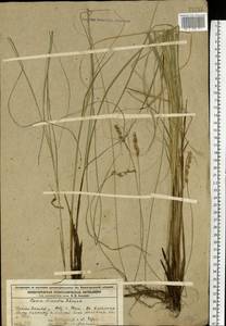 Carex diandra Schrank, Eastern Europe, Volga-Kama region (E7) (Russia)