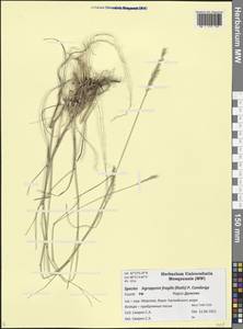 Agropyron fragile (Roth) P.Candargy, Caucasus, Dagestan (K2) (Russia)