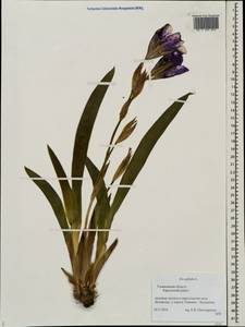 Iris aphylla L., Eastern Europe, Middle Volga region (E8) (Russia)