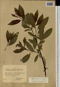 Salix jenisseensis (Fr. Schmidt) B. Floder., Siberia, Western Siberia (S1) (Russia)