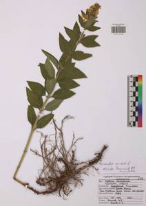 Lysimachia punctata L., Eastern Europe, Central region (E4) (Russia)