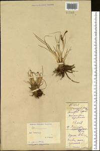 Iris potaninii Maxim., Siberia, Baikal & Transbaikal region (S4) (Russia)