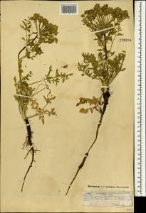 Cnidium dauricum (Jacq.) Turcz. ex Fisch. & C. A. Mey., Mongolia (MONG) (Mongolia)