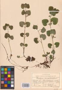 MHA 0 155 800, Glechoma hederacea L., Eastern Europe, Western region (E3) (Russia)