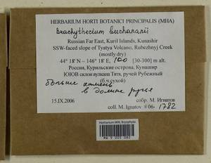 Brachythecium buchananii (Hook.) A. Jaeger, Bryophytes, Bryophytes - Russian Far East (excl. Chukotka & Kamchatka) (B20) (Russia)