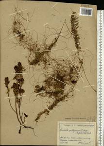Cuscuta epithymum (L.) L., Eastern Europe, Moscow region (E4a) (Russia)