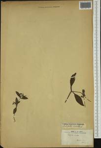 Eclipta alba (L.) Hassk., Australia & Oceania (AUSTR) (French Polynesia)