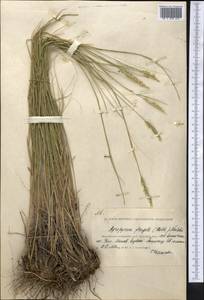 Agropyron fragile (Roth) P.Candargy, Middle Asia, Caspian Ustyurt & Northern Aralia (M8) (Kazakhstan)