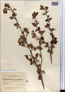 Ribes alpinum, Eastern Europe, North-Western region (E2) (Russia)