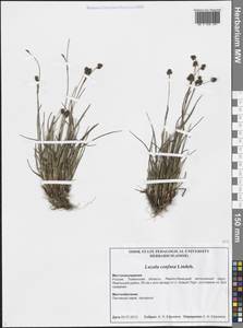 Luzula confusa Lindeb., Siberia, Western Siberia (S1) (Russia)