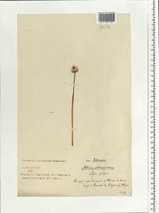 Allium schoenoprasum L., Eastern Europe, North-Western region (E2) (Russia)