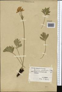 Anemonastrum protractum (Ulbr.) Holub, Middle Asia, Northern & Central Tian Shan (M4) (Kyrgyzstan)