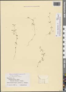 Galium trifidum L., Siberia, Western Siberia (S1) (Russia)