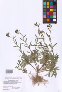 Linum ucranicum (Griseb. ex Planch.) Czern., Eastern Europe, Eastern region (E10) (Russia)