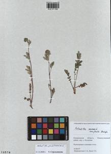 Potentilla pensylvanica L., Siberia, Altai & Sayany Mountains (S2) (Russia)