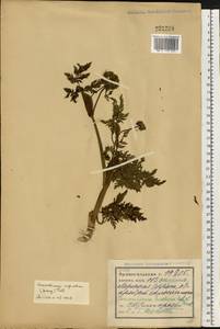Conioselinum tataricum Hoffm., Eastern Europe, Northern region (E1) (Russia)