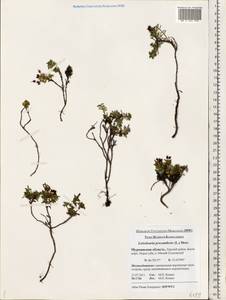 Kalmia procumbens (L.) Gift, Kron & P. F. Stevens, Eastern Europe, Northern region (E1) (Russia)