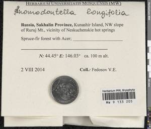 Anomodontella longifolia (Schleich. ex Brid.) Ignatov & Fedosov, Bryophytes, Bryophytes - Russian Far East (excl. Chukotka & Kamchatka) (B20) (Russia)