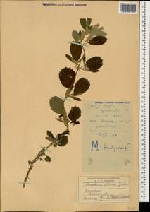 Marrubium peregrinum L., Caucasus, Dagestan (K2) (Russia)