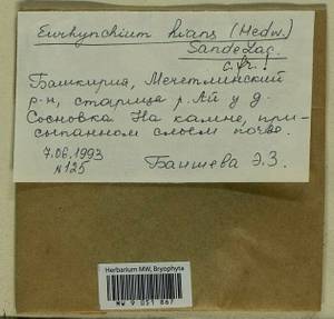 Oxyrrhynchium hians (Hedw.) Loeske, Bryophytes, Bryophytes - South Urals (B14) (Russia)