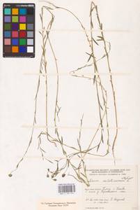 Linum usitatissimum L., Eastern Europe, North-Western region (E2) (Russia)