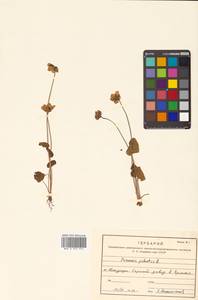 Parnassia palustris L., Siberia, Russian Far East (S6) (Russia)