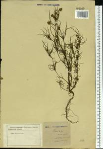 Plantago arenaria Waldst. & Kit., Eastern Europe, Central forest-and-steppe region (E6) (Russia)