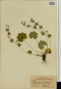 Alchemilla breviloba H. Lindb., Eastern Europe, Moscow region (E4a) (Russia)