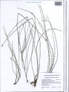 Equisetum ramosissimum Desf., Middle Asia, Western Tian Shan & Karatau (M3) (Kyrgyzstan)