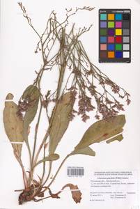 Limonium gmelini (Willd.) Kuntze, Eastern Europe, Rostov Oblast (E12a) (Russia)