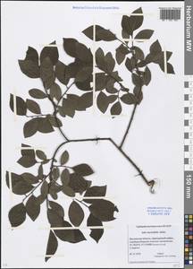 Salix myrsinifolia Salisb., Eastern Europe, Moscow region (E4a) (Russia)