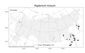 Asplenium incisum Thunb., Atlas of the Russian Flora (FLORUS) (Russia)