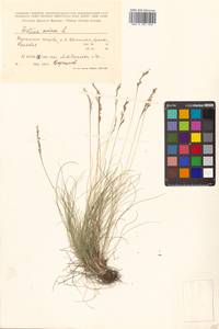 Festuca ovina L., Siberia, Russian Far East (S6) (Russia)