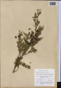Chamaecyparis thyoides (L.) Britton, Sterns & Poggenb., America (AMER) (United States)