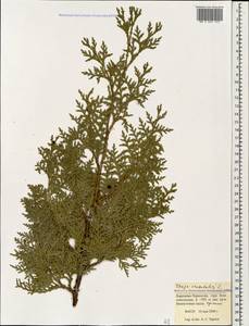 Platycladus orientalis (L.) Franco, Caucasus, Stavropol Krai, Karachay-Cherkessia & Kabardino-Balkaria (K1b) (Russia)