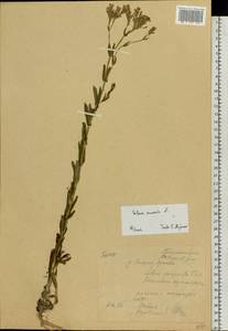 Atocion armeria (L.) Fourr., Eastern Europe, Belarus (E3a) (Belarus)