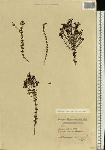 Linaria cretacea Fisch. ex Spreng., Eastern Europe, North Ukrainian region (E11) (Ukraine)