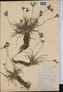 Fimbristylis dichotoma (L.) Vahl, America (AMER) (Peru)