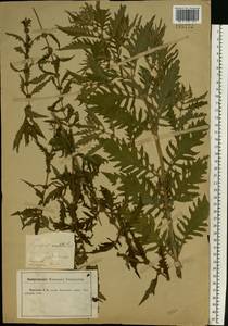 Lycopus exaltatus L.f., Eastern Europe, Central forest-and-steppe region (E6) (Russia)