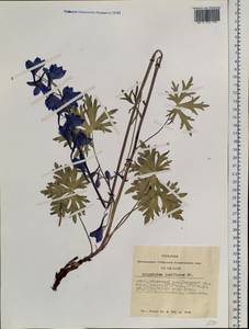 Delphinium laxiflorum DC., Siberia, Altai & Sayany Mountains (S2) (Russia)