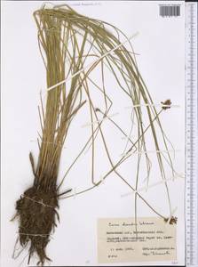 Carex diandra Schrank, Middle Asia, Northern & Central Kazakhstan (M10) (Kazakhstan)
