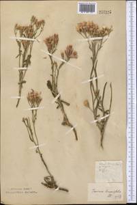 Jurinea multiflora (L.) B. Fedtsch., Middle Asia, Northern & Central Kazakhstan (M10) (Kazakhstan)