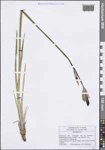 Iris sibirica L., Eastern Europe, Central region (E4) (Russia)