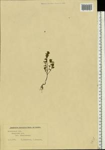 Euphrasia × vernalis List, Eastern Europe, Moscow region (E4a) (Russia)