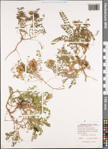 Astragalus oreades C. A. Meyer, Caucasus, Stavropol Krai, Karachay-Cherkessia & Kabardino-Balkaria (K1b) (Russia)
