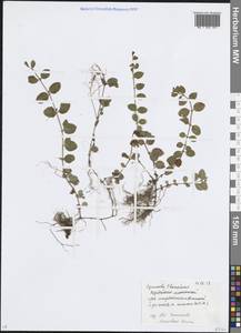 Lysimachia nummularia L., Eastern Europe, Moscow region (E4a) (Russia)