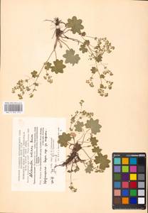 Alchemilla micans Buser, Eastern Europe, Moscow region (E4a) (Russia)