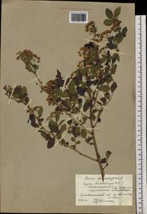 Spiraea chamaedryfolia L., Siberia, Altai & Sayany Mountains (S2) (Russia)