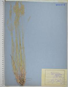 Poa versicolor Besser, Siberia, Russian Far East (S6) (Russia)