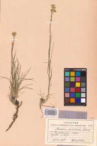 Eremogone saxatilis (L.) Ikonn., Eastern Europe, Eastern region (E10) (Russia)